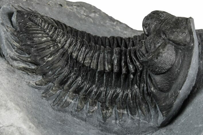 Bug-Eyed Coltraneia Trilobite Fossil - Ofaten, Morocco #354444